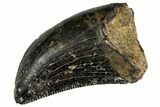 Serrated, Small Theropod (Raptor) Tooth - Montana #113623-1